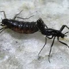 Mide unos pocos milímetros y se convierte en el animal terrestre más grande de la Antártida