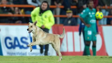 ¡Un perró invadió el Pachuca vs Chiapas y paralizó el partido!