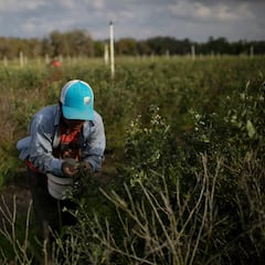 Secretaria de Agricultura manda mensaje a los inmigrantes indocumentados: “Las deportaciones masivas continuarán”