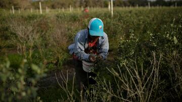 Trump contempló pausar las deportaciones de agricultores, pero la Secretaria de Agricultura aseguró que continuarán.