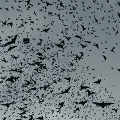 El coronavirus estuvo en los murciélagos durante décadas