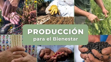 Así puedes obtener los 24 mil pesos que otorga Apoyo Bienestar: debes cumplir este imprescindible requisito