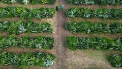 Real vs. Artificial: Which Christmas tree is greener?