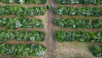 A drone view of customers walking through rows of cut Christmas trees at DD Forestry Christmas Tree Farm in Hatchmere, Britain, November 29 2024. REUTERS/Phil Noble