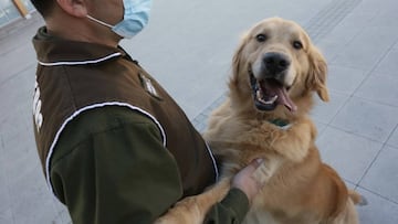 ¿Puedo pasear a mi perro hoy, domingo de inmovilización obligatoria?