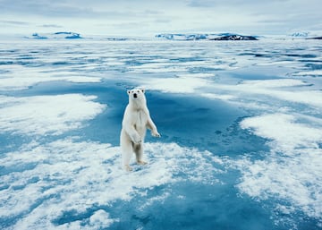 El Ursus maritimus es una especie de mamfero carnvoro de la familia de los osos. Los machos adultos alcanzan normalmente pesos de entre 350 y 680 kg, aunque se han registrado casos de ejemplares que han llegado a los mil kilogramos. Es el nico superdepredador del ?rtico.