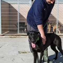 Expertos explican cuántas palabras entienden los perros, según un estudio