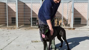 La Diputaci&oacute;n de Zaragoza busca un hogar para los 70 perros que acoge su centro de protecci&oacute;n animal.
 ARANZAZU NAVARRO
   (Foto de ARCHIVO)
 30/01/2020