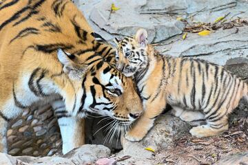 Poblacin en 2006: 1.000.
Poblacin en 2025: 3.500.
El tigre de Bengala (Panthera tigris tigris), es la especie de tigre de mayor tama?o, 3 metros de largo. El acelerado crecimiento de la poblacin humana en la zona donde vive este mamfero (India y Banglads principalmente) ha hecho que el tigre de Bengala se vea amenazado en su propio hbitat natural. Son abatidos por cazadores furtivos, argumentando que representan un peligro para el hombre, pero al mismo tiempo aprovechan sus pieles o sus cuerpos enteros para ser disecados. El trabajo de las asociaciones animalistas junto a los gobiernos de los pases donde habita el tigre han ayudado a la recuperacin de la especie, aunque debido a la continua caza furtiva se sigue considerando en peligro de extincin.