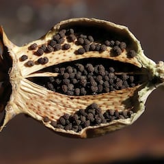 El alimento ‘prohibido’ que muchos tienen en casa y es beneficioso para el corazón y nervios