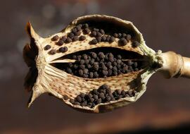 El alimento ‘prohibido’ que muchos tienen en casa y es beneficioso para el corazón y nervios