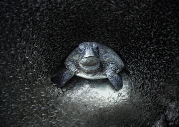 Ocean Photographer Of The Year: Primer premio.
