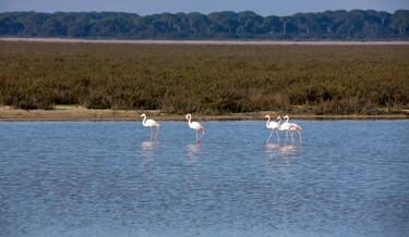 Es la mayor reserva ecológica de Europa y tiene una extensión protegida de 54.252 hectáreas. Es el lugar de muchas especies de aves, cinco de ellas en peligro de extinción. También habitan linces ibéricos, protegidos por un programa de cría y cautividad.