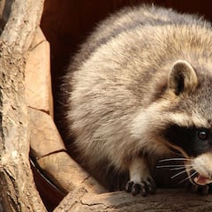 Las especies invasoras que preocupan en España