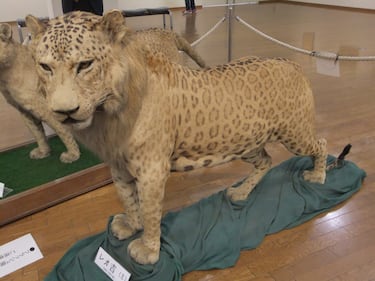 ?Qu es un leopn? As es la mezcla entre un leopardo y una leona