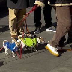 ¿Deberían vacunarse los perros y los gatos contra el coronavirus?