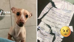 Corona Capital 2022: Perrito rompe el boleto de su dueña para el festival