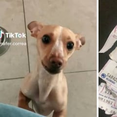 Corona Capital 2022: Perrito rompe el boleto de su dueña para el festival