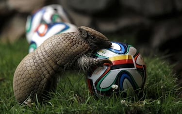 ?Cules fueron los otros animales orculo del Mundial? Tapir Manolo, Armadillo Norman, Gato Aquiles...