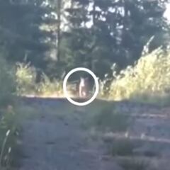 Se salva del ataque de un puma con una canción de Metallica