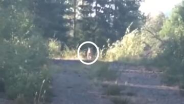 Un puma en un camino en Vancouver Island (British Columbia, Canad&aacute;). 