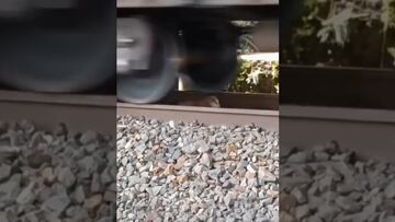 Vídeo: Perrito sale con vida después de que un tren le pasara por encima