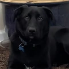 La adorable escena de un labrador al que llaman “perro malo”: la razón y su cara tras el ‘desastre’ se vuelve viral