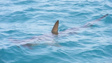 Aleta de tibur&oacute;n asomando por el mar. 