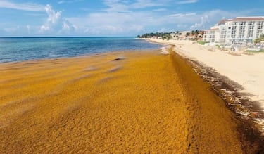 Qué es el sargazo, la peor plaga del Caribe que está arruinando las vacaciones de miles de turistas