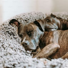 Un nuevo estudio revela que los perros tienen un lenguaje secreto y nadie lo había notado hasta ahora