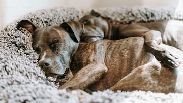 Así puedes proteger a tus mascotas o ganado del gusano barrenador que está atacando a los animales en México