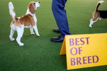 Olive Oil, un beagle, ganador del mejor de su raza.