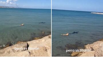 La viral reacción de un perro cuando avista un tiburón en el agua