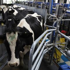 La millonaria multa del Gobierno a varias empresas lecheras por no pagar a los productores