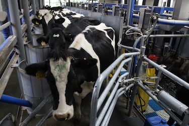 Ni café, ni frutas: este es el producto que más exporta Colombia y que está volviendo loca a China