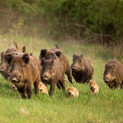 Los cazadores piden al Gobierno que declare actividad esencial la caza para evitar daños