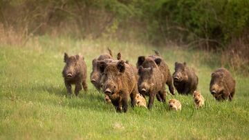 Los cazadores piden al Gobierno que declare actividad esencial la caza para evitar da?os