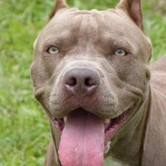 Muere un hombre por el ataque de un pitbull tras entrar a la casa de un familiar por la ventana