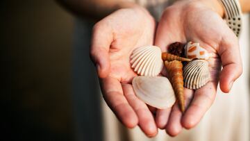 Closeup of hands showing collection of seashells