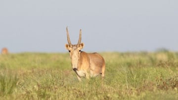 El resurgir del antílope Saiga: de la casi extinción a haber más de dos millones