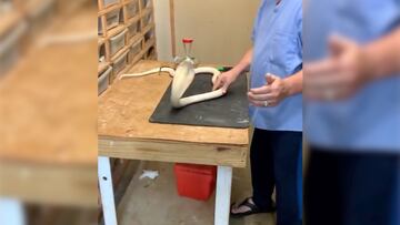 La impresionante forma de manipular una serpiente cobra