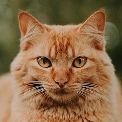 ¿Cuánto tiempo máximo puede estar un gato sólo en casa?