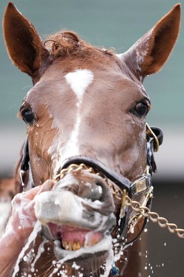 El caballo llamado Heartbreak es lavado antes de la carrera.