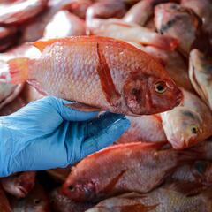 Los pescados más baratos en Colombia para la Cuaresma y la Semana Santa 2024