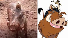 ¡Se comportan igual! Los 'Timón y Pumba' de la vida real que han enamorado a todo Internet
