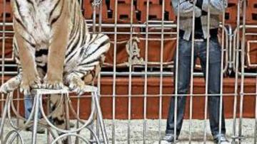 Julio Baptista entre tigres.