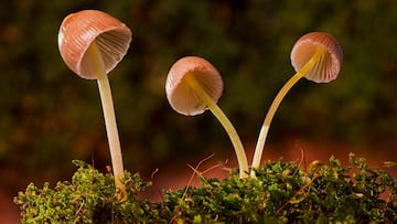 Descubren el hongo capaz de producir oro y se activa el plan para saber si es fácil cultivarlo
