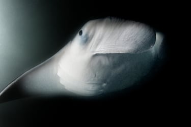 Gigantes en Maldivas