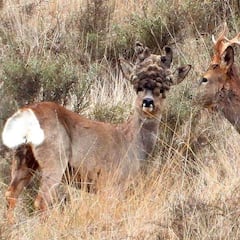 Corzo con peluca, místico y especial