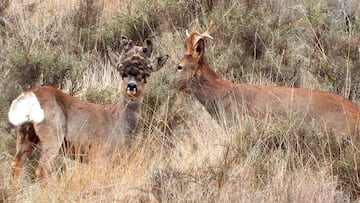 Corzo con peluca, m¨ªstico y especial